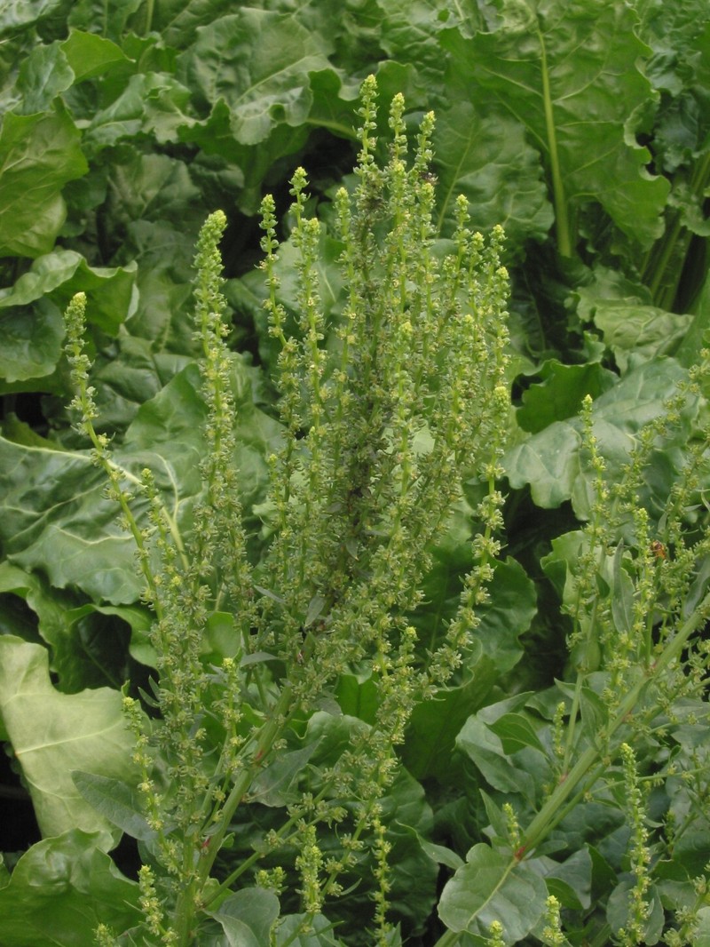 Common Beet photo 6
