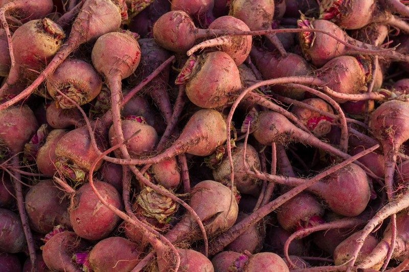 Common Beet photo 7