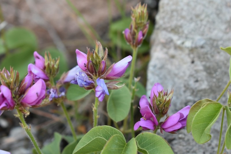 Betencourtia australis