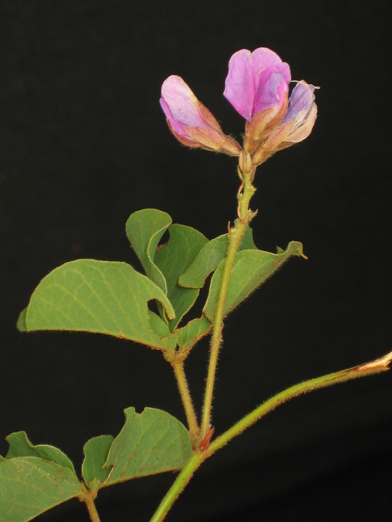 Betencourtia australis photo 3