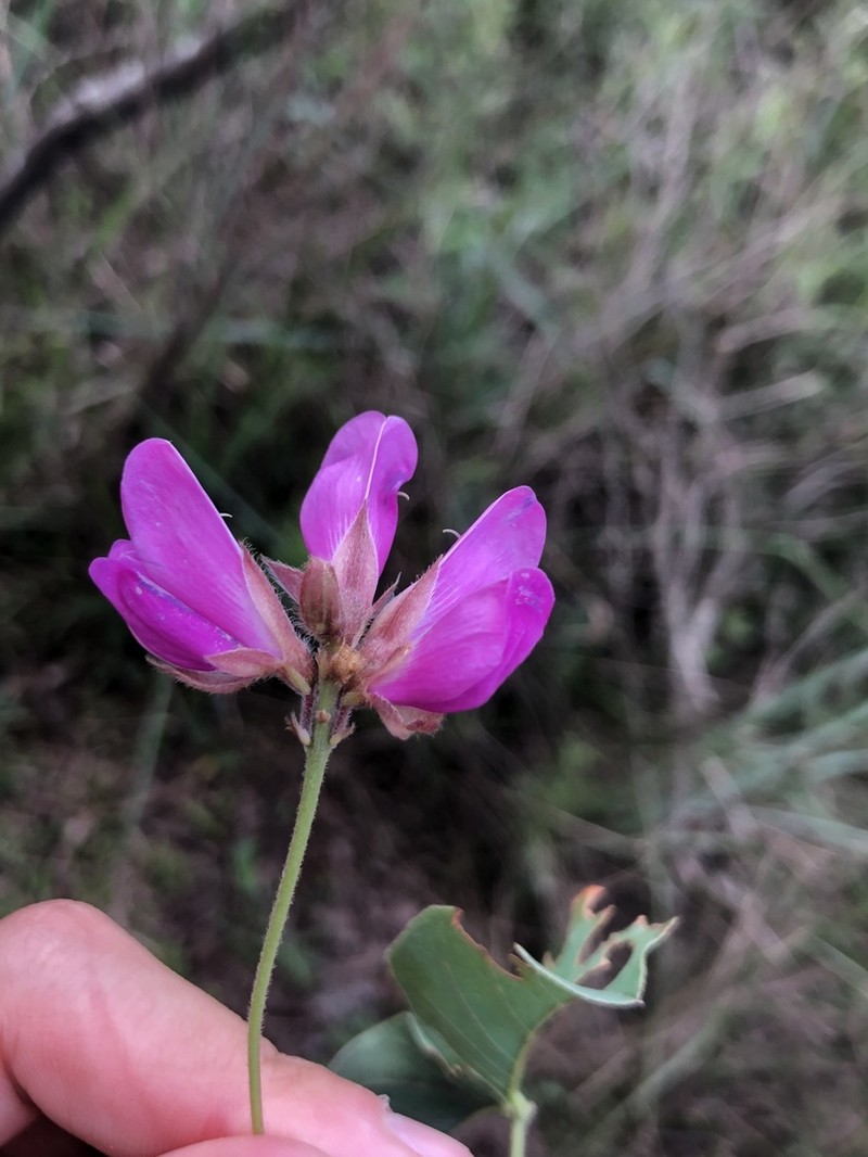 Betencourtia australis photo 4