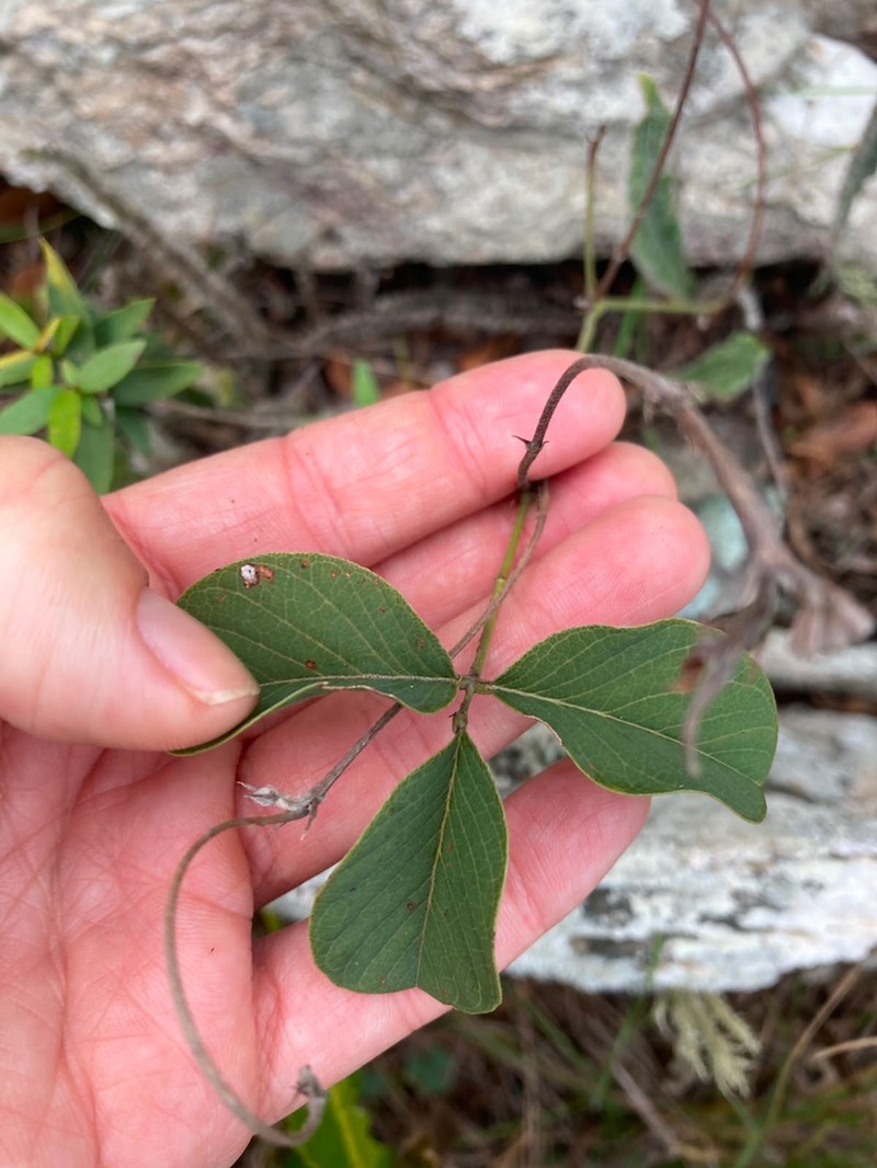 Betencourtia australis photo 5