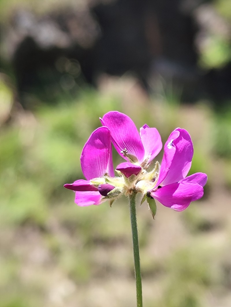 Betencourtia australis photo 6