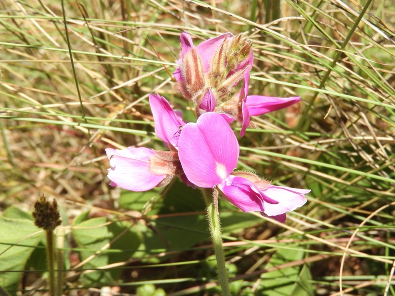 Betencourtia australis photo 7