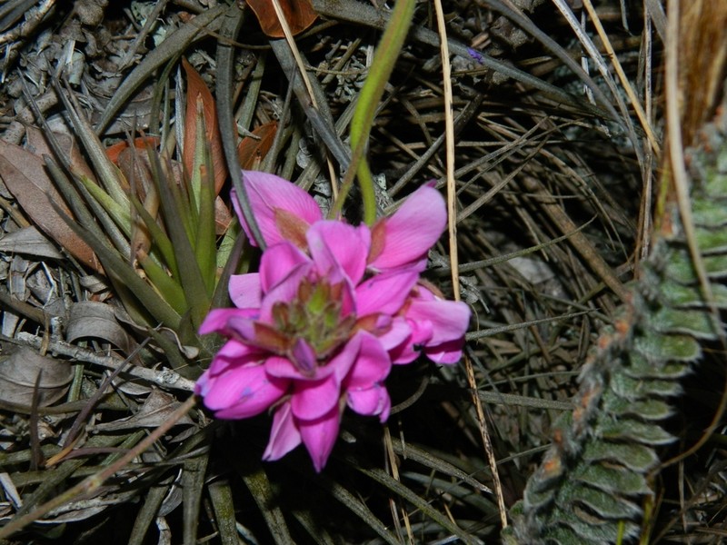 Betencourtia australis photo 8
