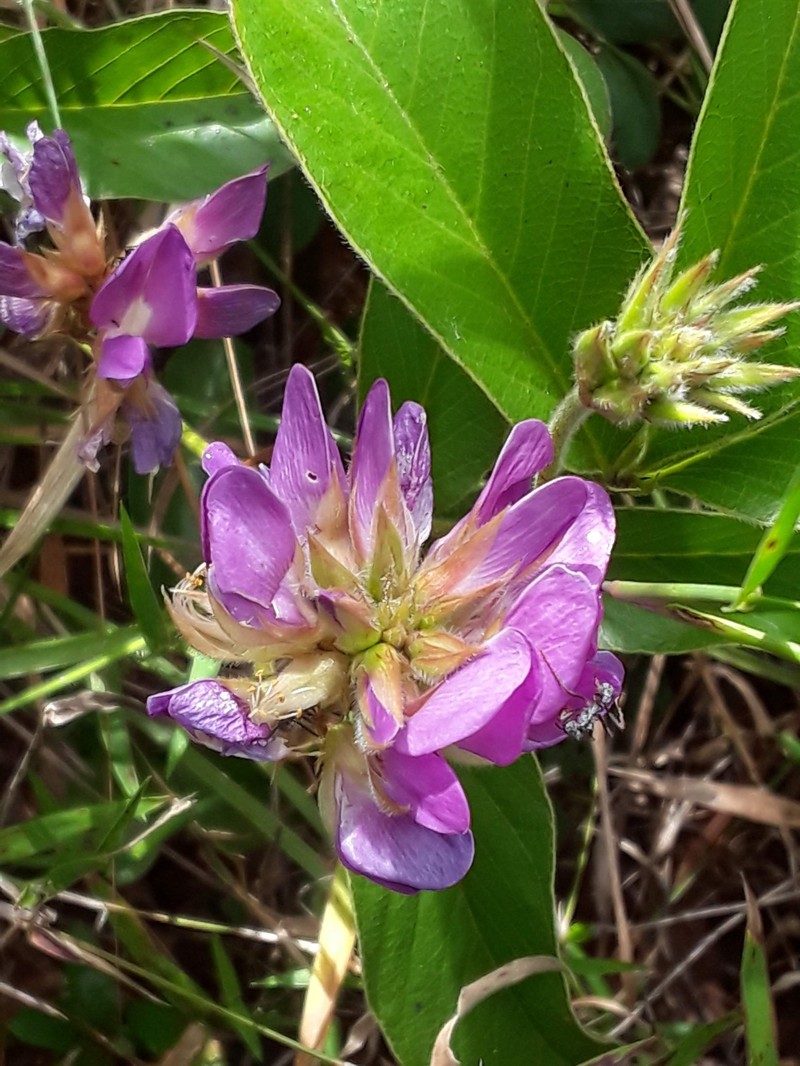 Betencourtia crassifolia