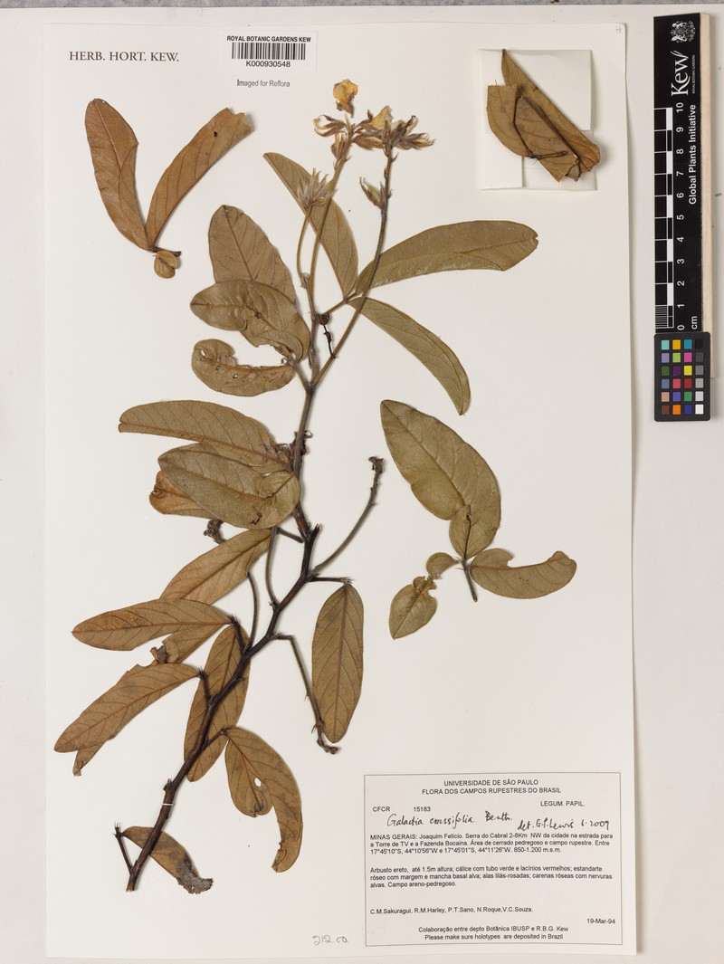 Betencourtia crassifolia photo 2