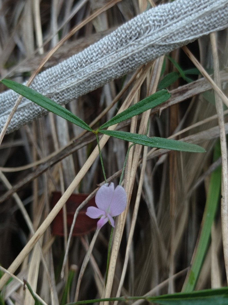 Betencourtia gracillima