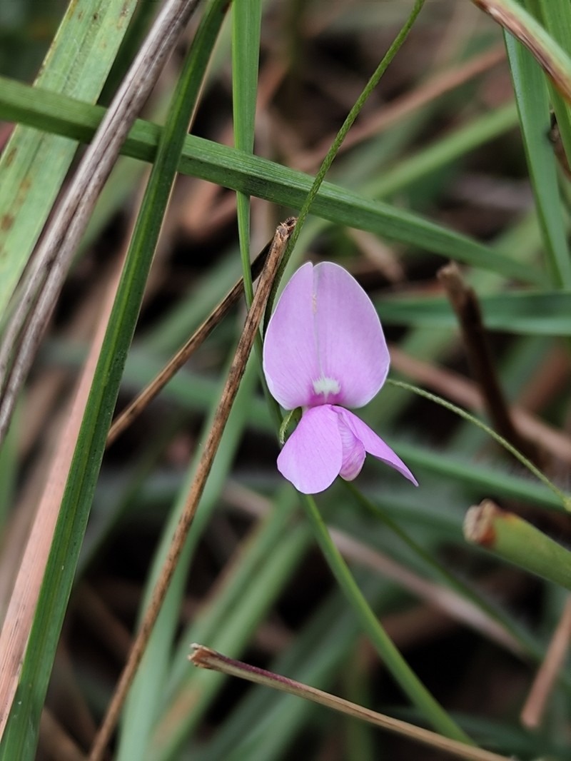 Betencourtia gracillima photo 2