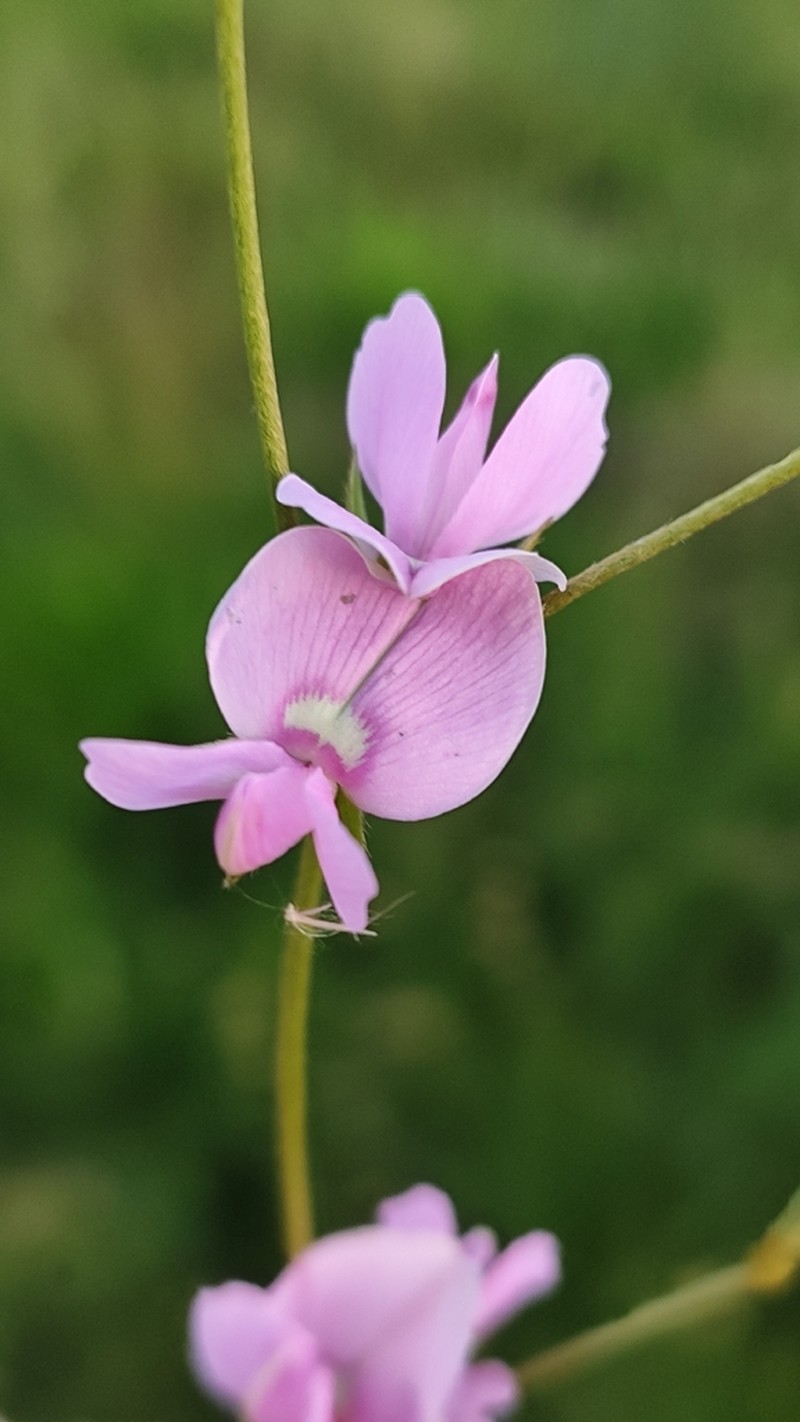 Betencourtia gracillima photo 3