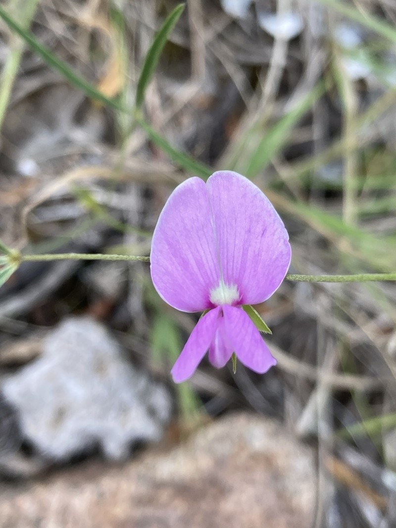 Betencourtia gracillima photo 4