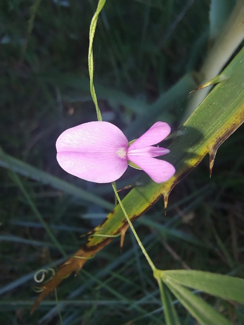 Betencourtia gracillima photo 6