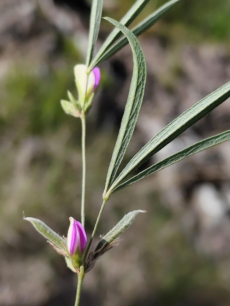 Betencourtia gracillima photo 7