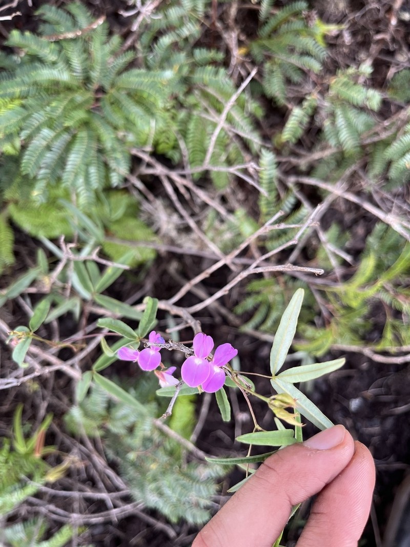 Betencourtia martii