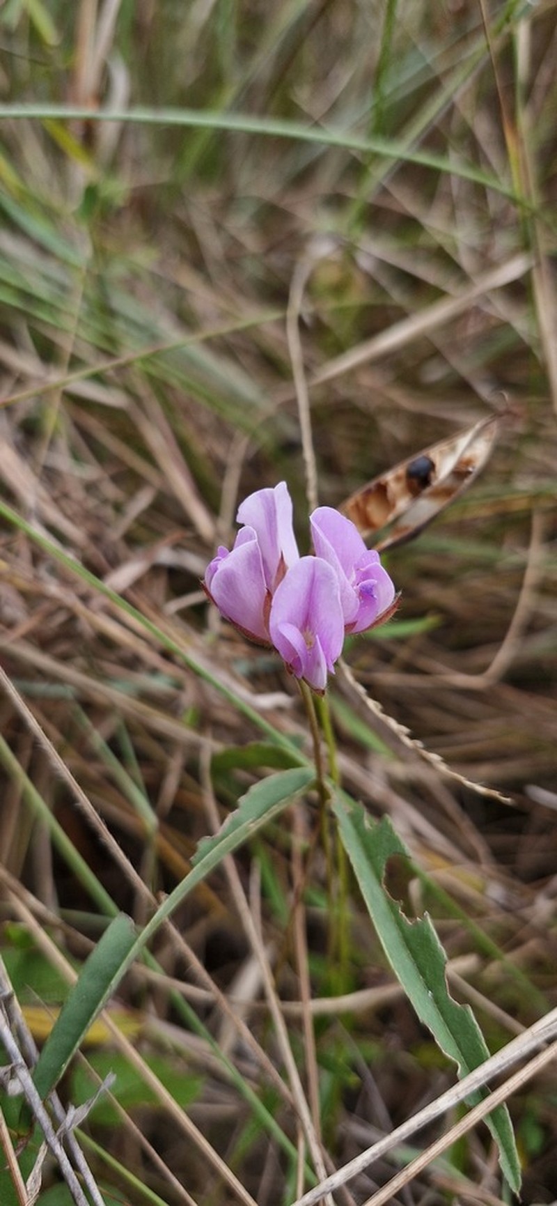 Betencourtia martii photo 2