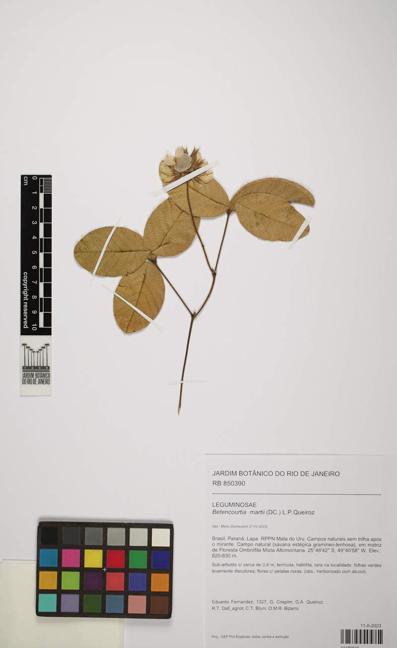 Betencourtia martii photo 4