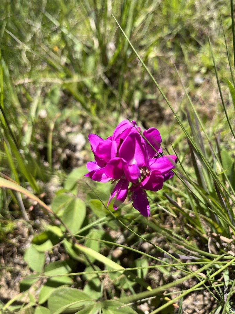 Betencourtia neesii