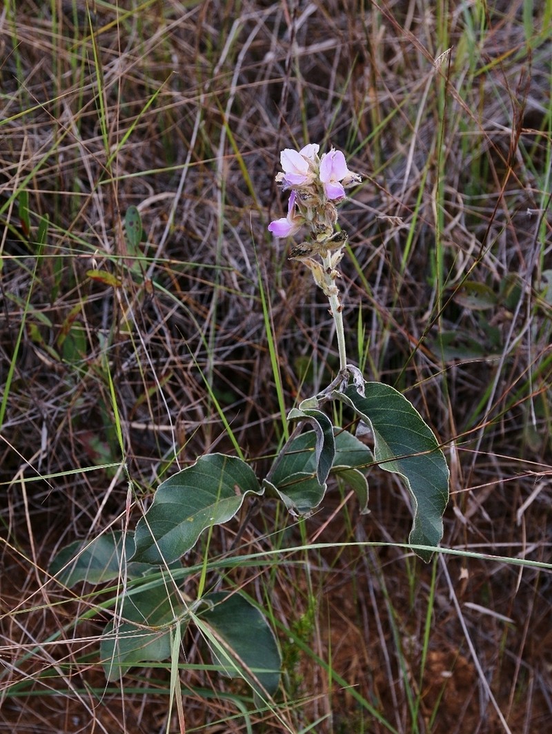Betencourtia neesii photo 2