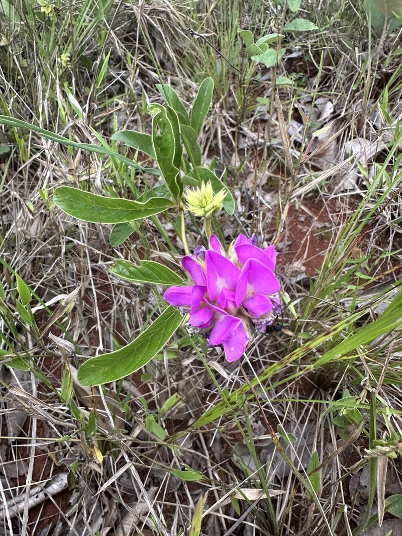 Betencourtia neesii photo 3