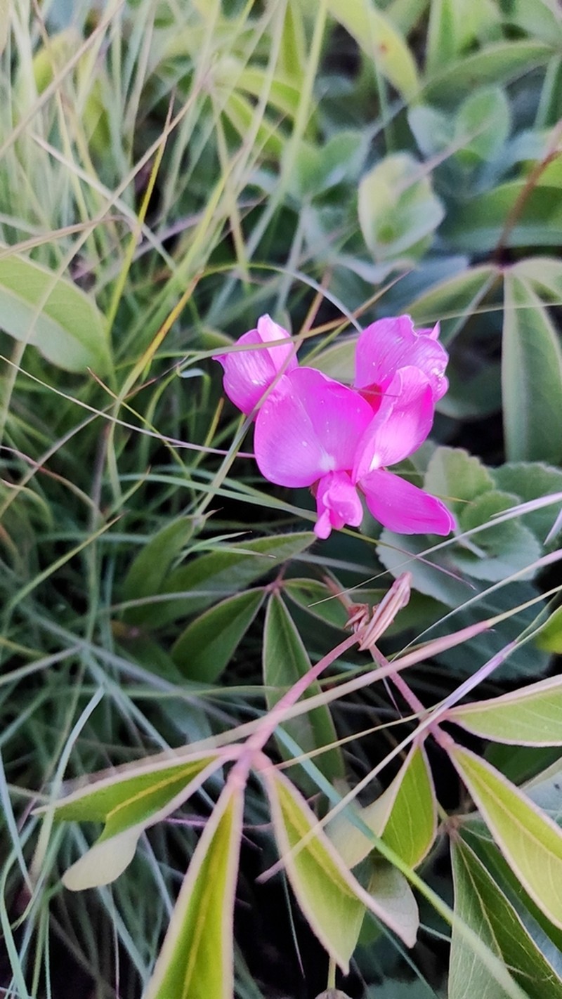Betencourtia neesii photo 4