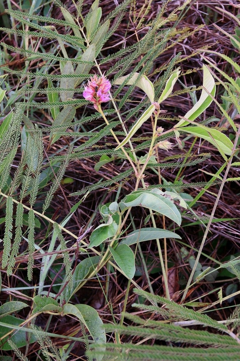 Betencourtia neesii photo 5