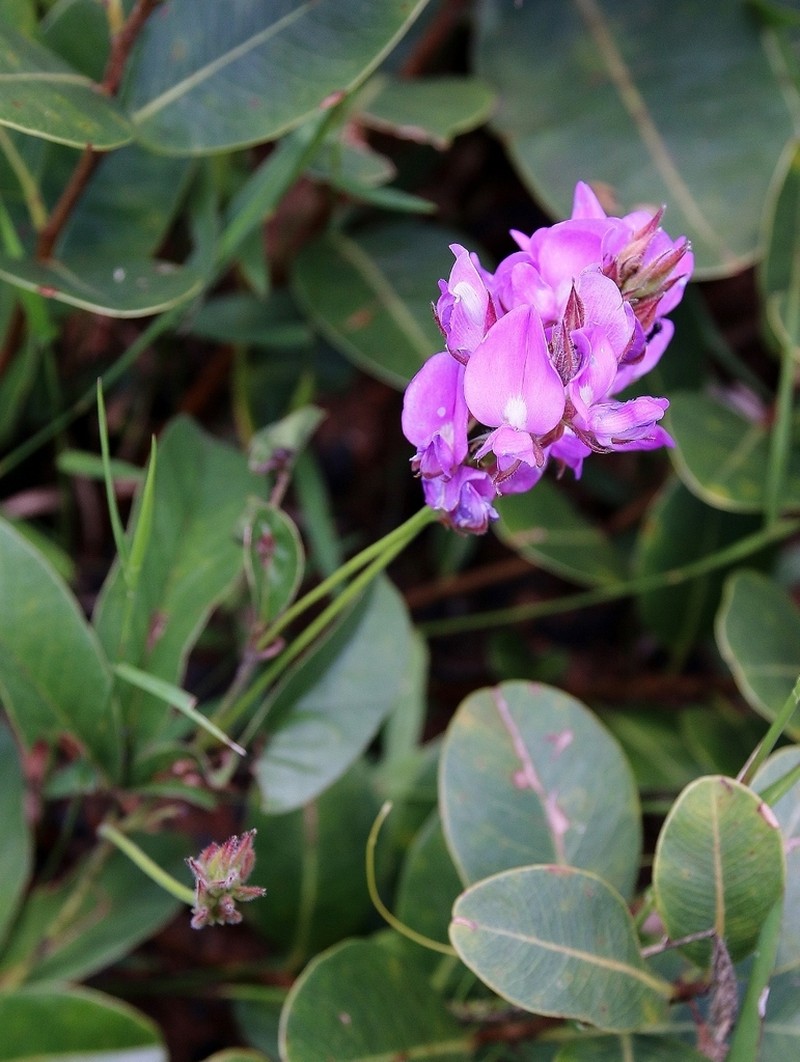 Betencourtia neesii photo 6