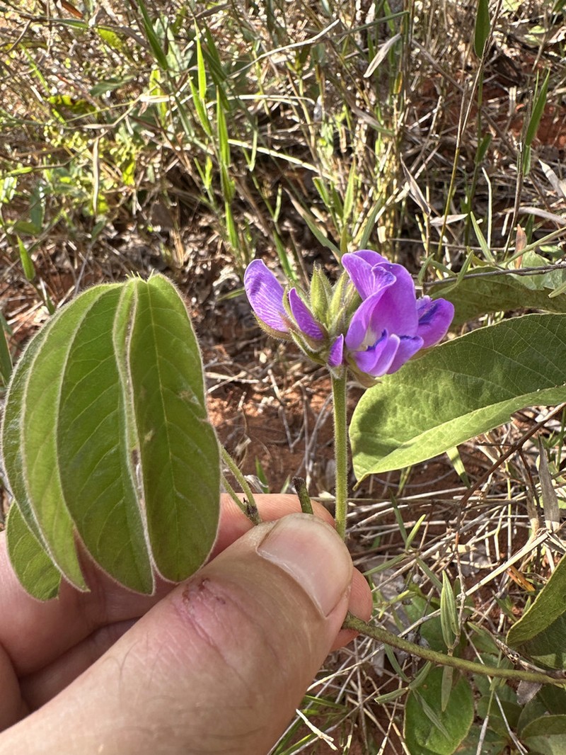 Betencourtia neesii photo 7