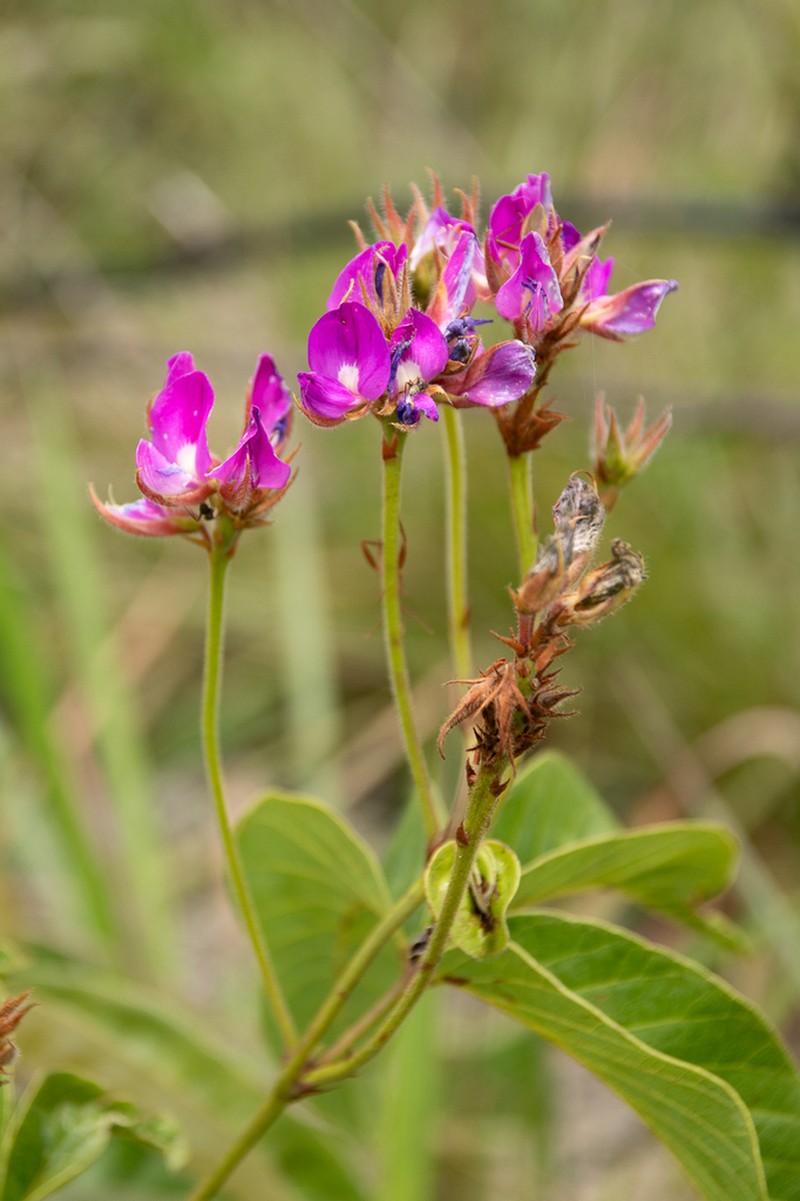 Betencourtia neesii photo 8