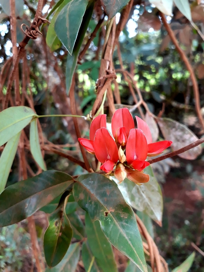 Betencourtia scarlatina