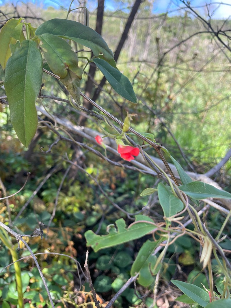 Betencourtia scarlatina photo 2