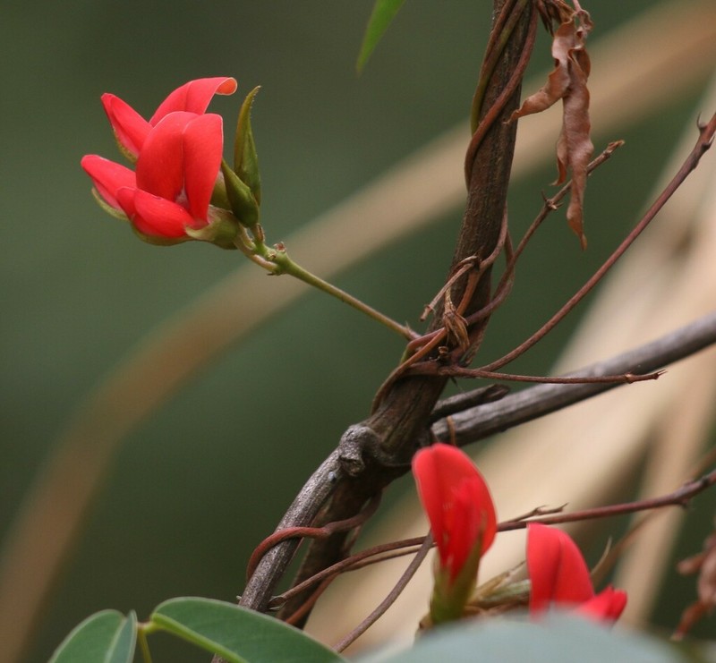 Betencourtia scarlatina photo 3