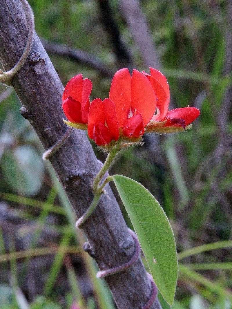 Betencourtia scarlatina photo 5