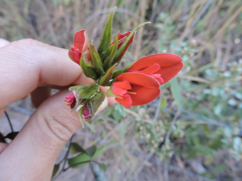 Betencourtia scarlatina photo 6