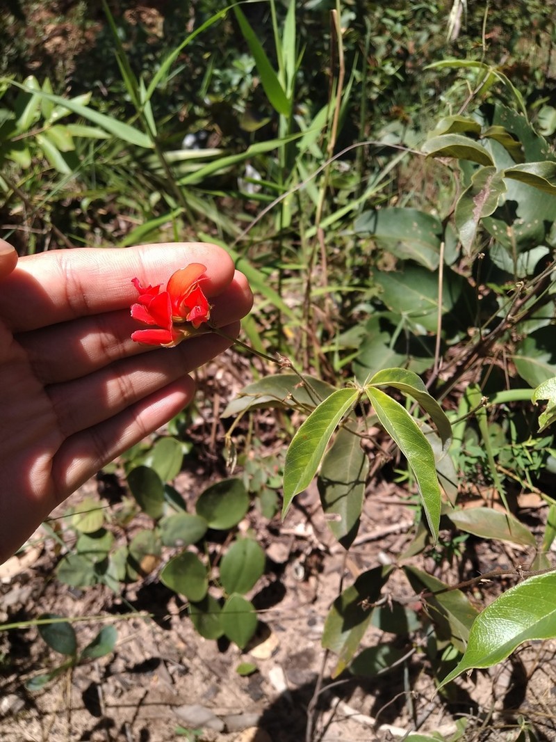 Betencourtia scarlatina photo 7