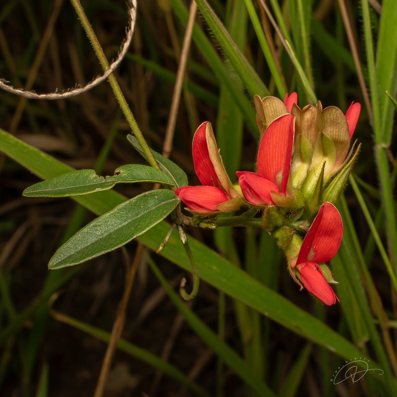 Betencourtia scarlatina photo 8