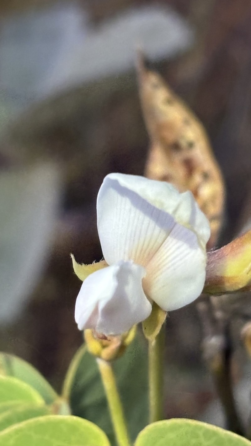 Betencourtia stereophylla photo 3