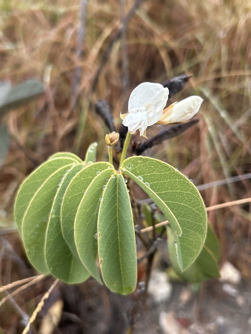 Betencourtia stereophylla photo 4