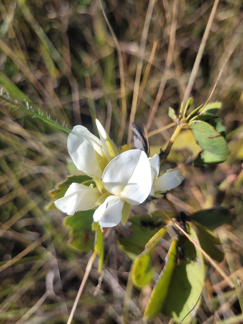 Betencourtia stereophylla photo 8