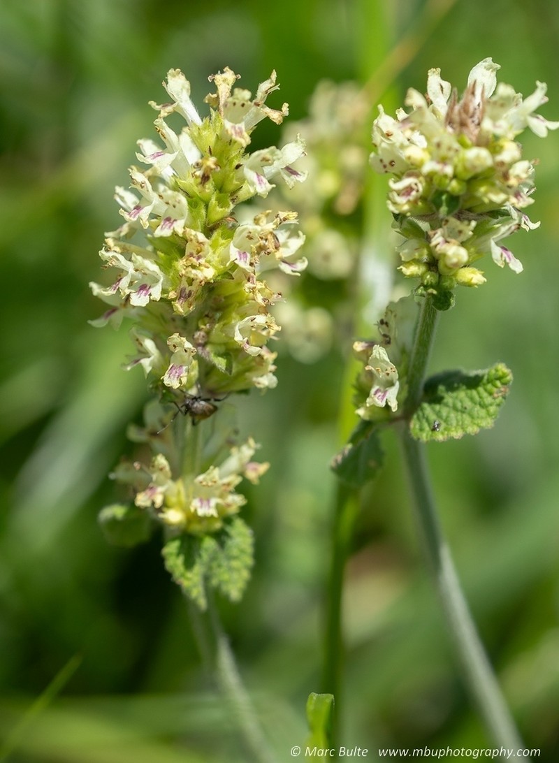 Betonica alopecuros