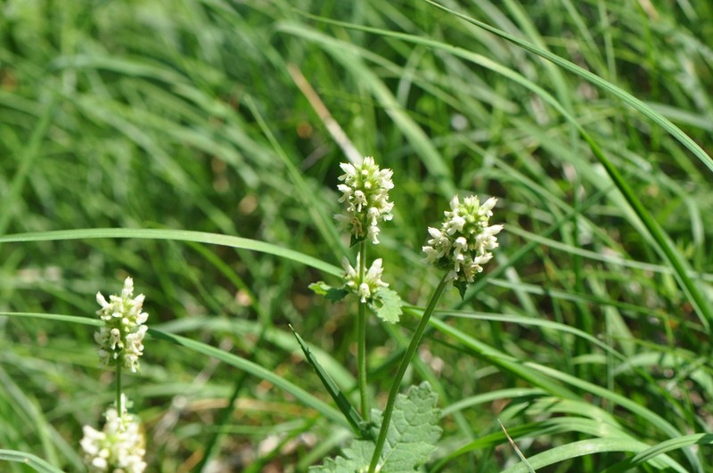 Betonica alopecuros photo 2