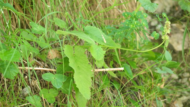 Betonica alopecuros photo 7