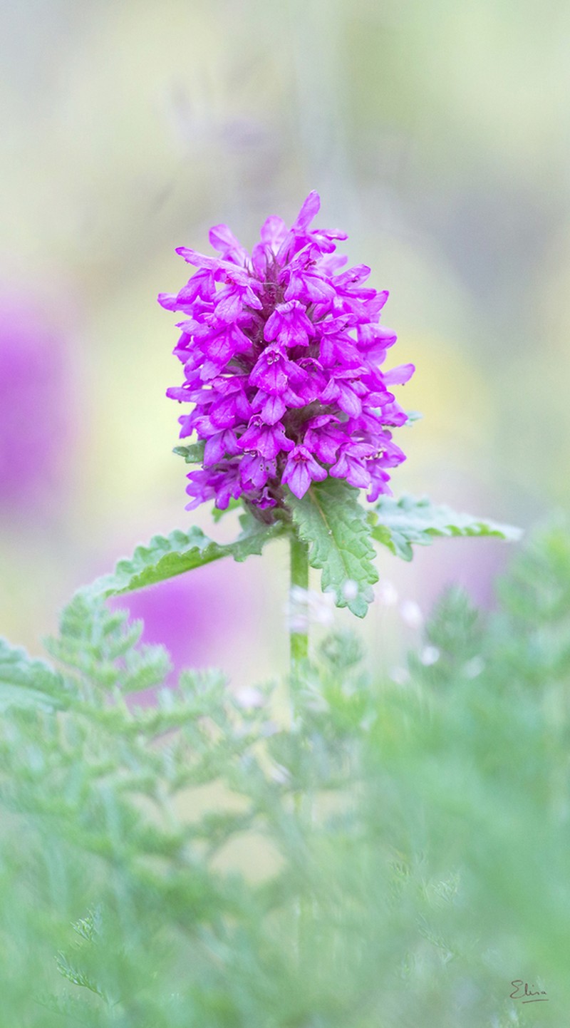 Betonica hirsuta