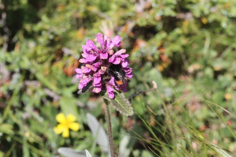 Betonica hirsuta photo 2
