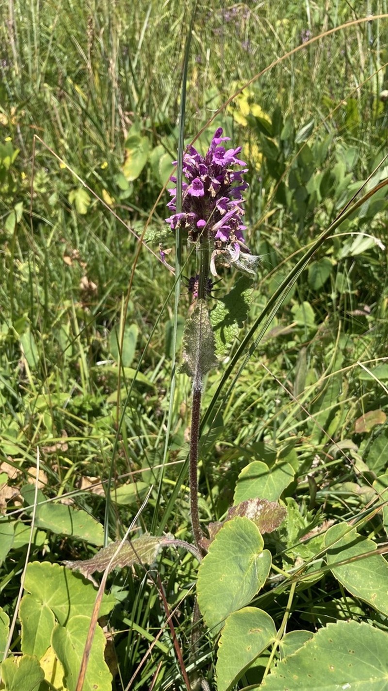 Betonica hirsuta photo 3