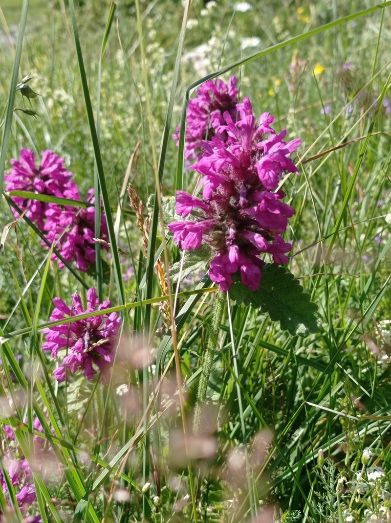 Betonica hirsuta photo 5