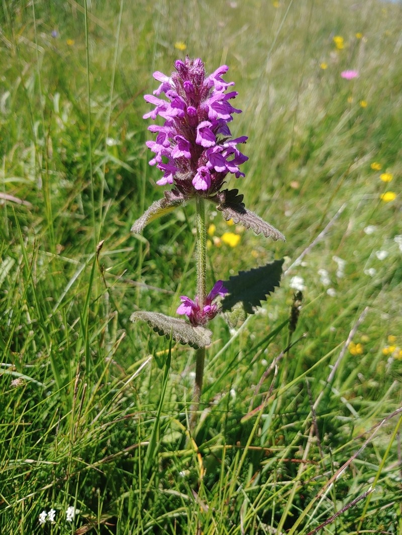 Betonica hirsuta photo 6