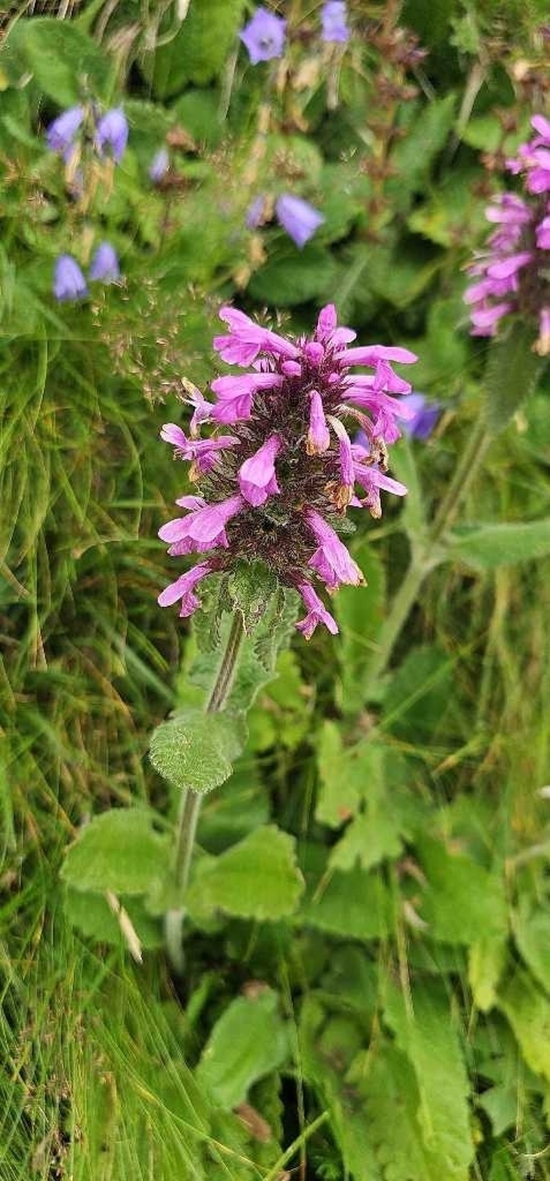 Betonica hirsuta photo 8