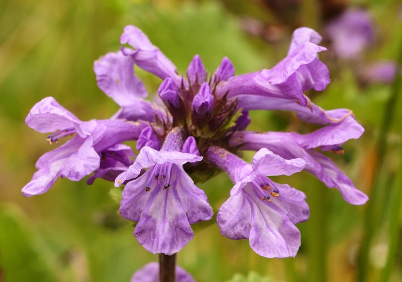 Big-Sage photo 8