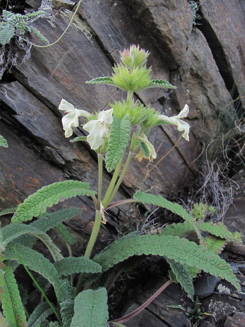 Betonica nivea