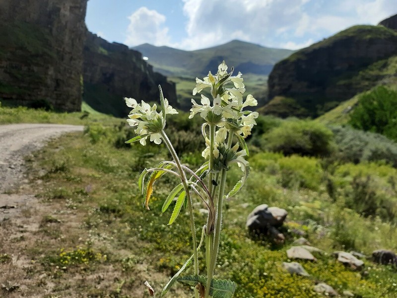 Betonica nivea photo 2